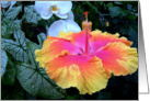 bright hibiscus flower card