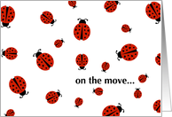 on the move... please update your address book! (ladybug love) card