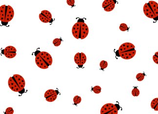 you are my love bug... happy valentine's! (ladybug hearts)