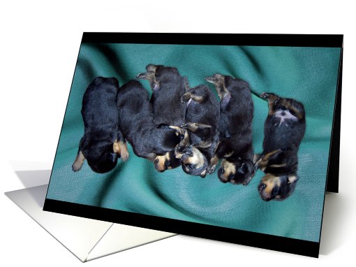 sleepyhead rottweiler puppies card (798676)