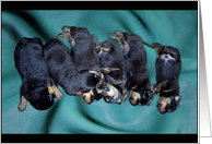 sleepyhead rottweiler puppies card