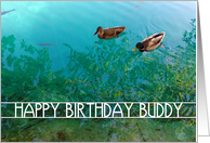 happy birthday buddy : pair of ducks (blank inside) card