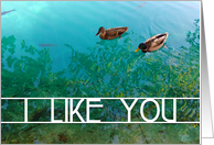 i like you : pair of ducks (blank inside) card