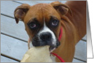Boxer greeting card