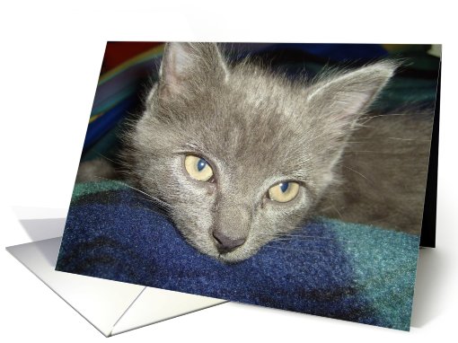 Cat card (671909)