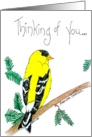 Thinking of You card