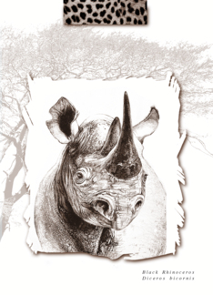 African Black Rhino