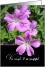 Encouraging Words in Romanian, Purple Flowers Photograph card