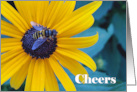 Cheers or Thanks with Bee on Black Eyed Susan Flower card