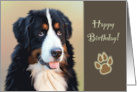 Birthday With Smiling Bernese Mountain Dog and Big Paw Print card