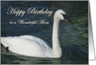 Mom Birthday with White Trumpeter Swan in Water card
