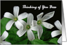 Boss Thinking of You with White Shamrock Flowers card