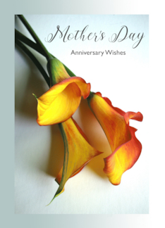 Anniversary on Mother's Day with Mango Colored Calla Lilies Photo