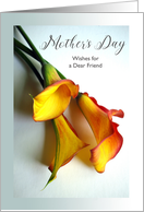 Friend Mother’s Day Wishes with Photograph of Mango Calla Lilies card