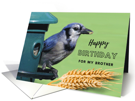 Birthday for Brother with Blue Jay on Bird Feeder card (1095058)