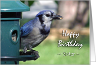 Birthday for Sister with Blue Jay on Bird Feeder card