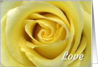 Vow Renewal Invitation with Close Up of a Yellow Rose card