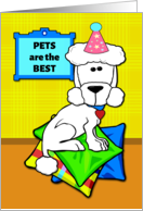 From Pet Birthday with Cute Standard Poodle on Colorful Pillows card