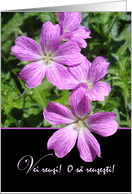 Encouraging Words in Romanian, Purple Flowers Photograph card