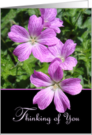 Thinking of You, From Both of Us, Purple Flowers Photograph card