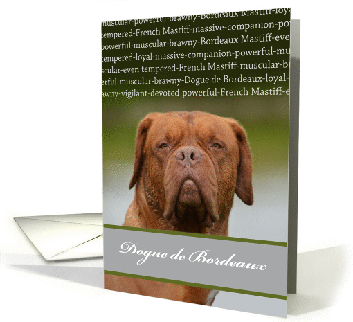 Dogue de Bordeaux, Brown Dog, Blank Inside card (1459386)
