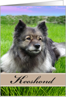 Keeshond Blank Inside Pet Dog Photograph card