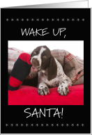 German Shorthaired Pointer Christmas Wake Up Santa card