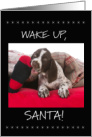 German Shorthaired Pointer Christmas Wake Up Santa card