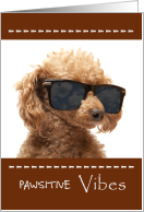 Pawsitive Vibes Birthday with Red Standard Poodle Puppy card