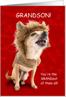 Older Grandson Valentine’s Day Chihuahua Dressed as a Lion card