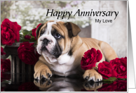 Wife Anniversary English Bulldog with Red Roses Photo card