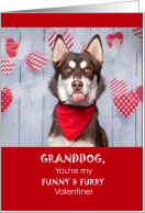 Granddog Valentine with Cute Brown Husky Tongue Out card