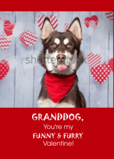Granddog Valentine with Cute Brown Husky Tongue Out