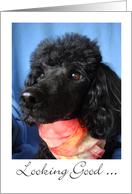 Looking Good on Your Birthday with Black Poodle in Scarf card