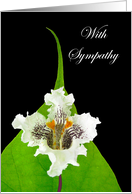 Sympathy for Loss of Mother with Catalpa Bloom and Leaf on Black card