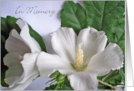 Sympathy for Military Service Member with White Rose of Sharon card