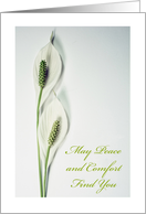 Loss of Grandmother Sympathy with Peace Lily in Soft Tones card