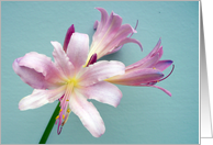 Resurrection Lily or Surprise Lily with Blank Inside card