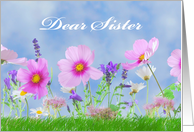 Sister Birthday with Meadow of Flowers and Bright Spring Grass card