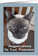 Congratulations On Your Promotion with Funny Siamese Cat on Chair card