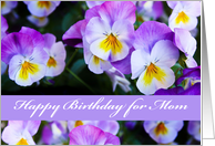 Mom Birthday with Violet Pansy Flowers card