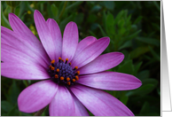 Violet African Daisy Flower for Any Occasion and Blank Inside card