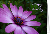 Happy Birthday with Violet African Daisy Flower card