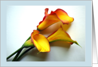 For Any Occasion Mango Calla Lilies Photograph Blank Inside card