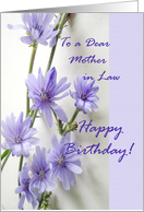 Birthday for Mother in Law with Lavender Chicory Flowers card