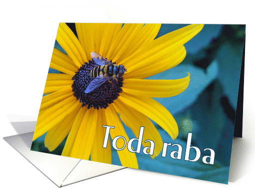 Toda raba Thanks in Hebrew with Bee on Black Eyed Susan card (656328)