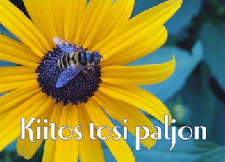 Kiitos tosi paljon Thanks in Finnish with Bee on Black Eyed Susan