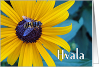 Hvala Thanks in Slovenian with Bee on Black Eyed Susan card