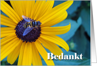 Bedankt Thanks in Dutch with Bee on Black Eyed Susan card
