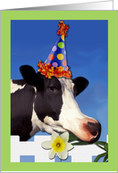 Hartelijk gefeliciteerd Happy Birthday in Dutch with Party Cow card